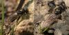 Cheilosia pagana